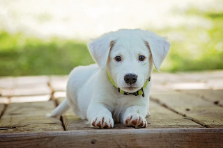 In Piemonte, mai più catene per gli animali . Approvata la nuova legge regionale
